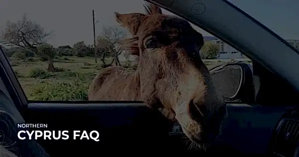 Karpaz'da nasil eşek bulunur?